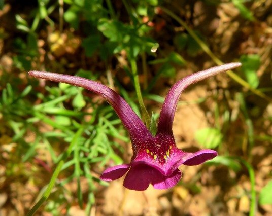 Diascia whiteheadii flower from above