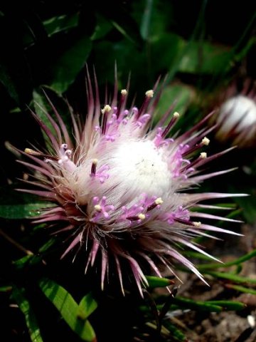 Dicoma anomala subsp. anomala