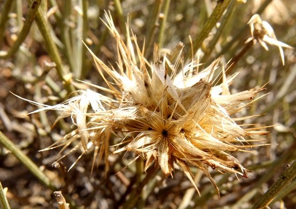 Dicoma picta flowerhead that was