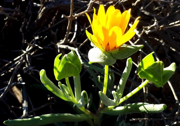 Didelta carnosa var. carnosa flowerhead and buds