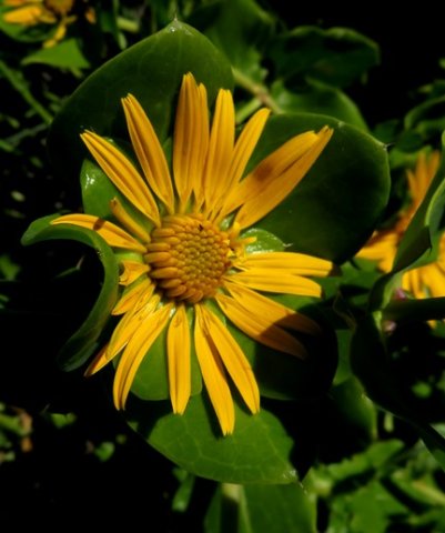 Didelta spinosa disc floret buds