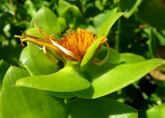 Didelta spinosa flowerhead when the end is near