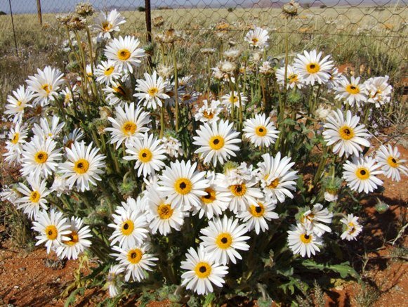 Dimorphotheca cuneata open disc florets yellow