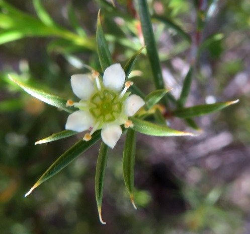 Diosma hirsuta flower