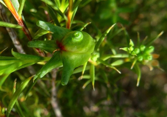 Diosma hirsuta fruit red-tipped