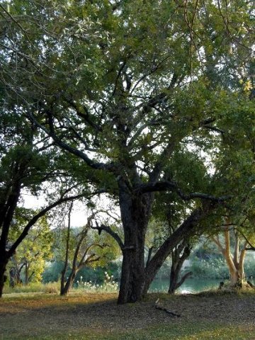 Diospyros mespiliformis on a riverbank