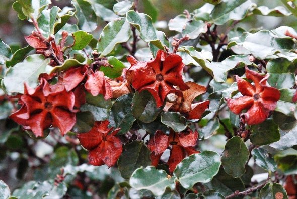 Diospyros rotundifolia calyx lobes