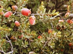 Diospyros austro-africana fruit