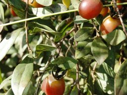 Diospyros lycioides subsp. lycioides