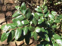 Diospyros whyteana leaves of a sapling