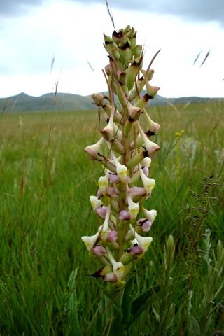 Disa cooperi