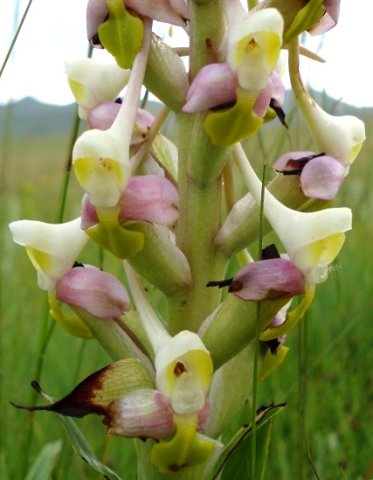 Disa cooperi flowers