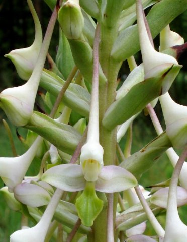 Disa cooperi long spurs and weird lips