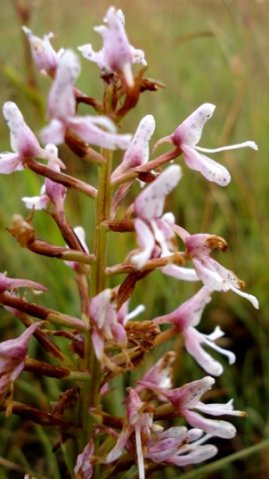 Disa patula var. patula flowers