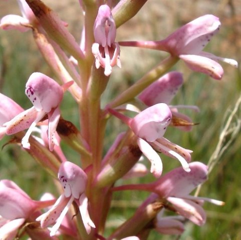 Disa patula var. transvaalensis flowers