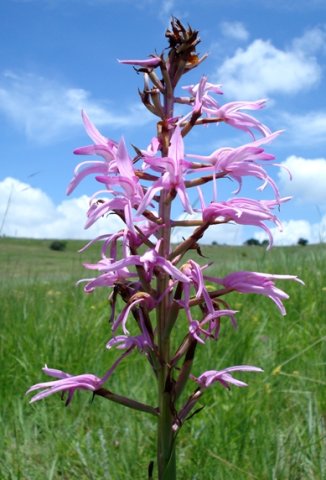 Disa roseovittata