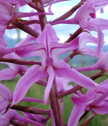 Disa roseovittata flower