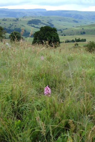 Disa roseovittata in its grassland habitat