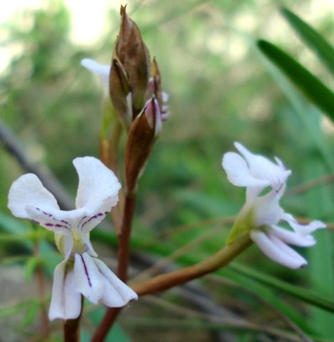 Disa sagittalis inflorescence