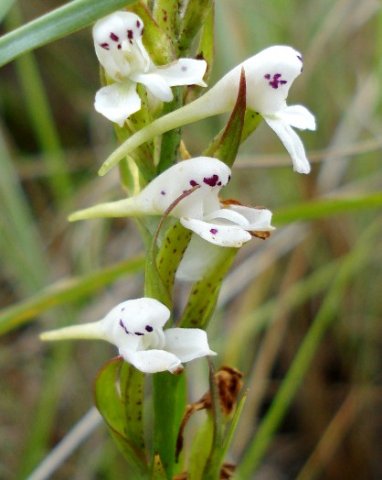 Disa saxicola flowers in profile