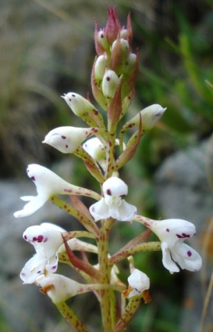Disa saxicola inflorescence
