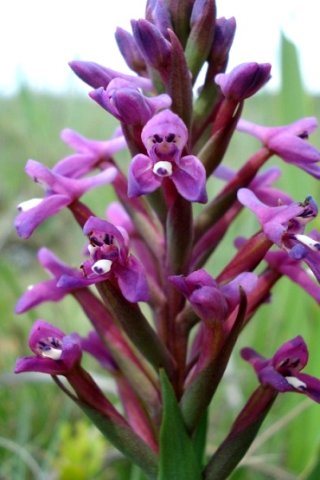 Disa stachyoides flowers