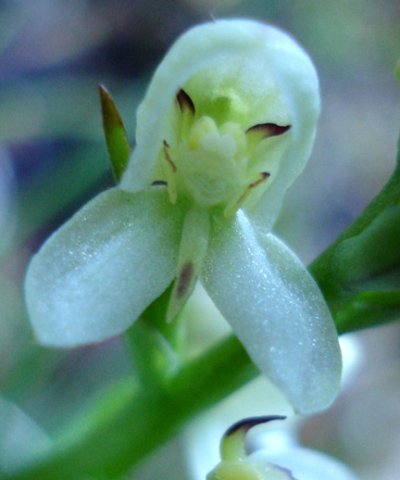 Disa uncinata flower