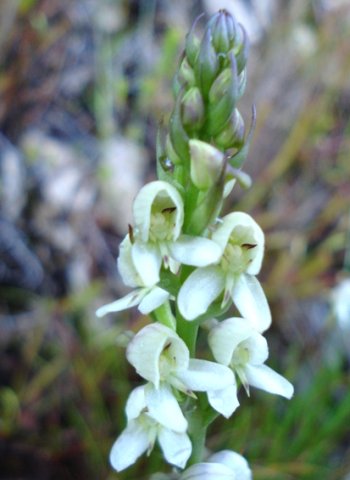 Disa uncinata flower spike