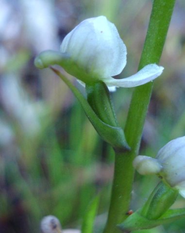 Disa uncinata, a back view 