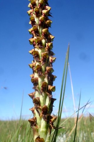 Disa versicolor stout stalk, many small flowers