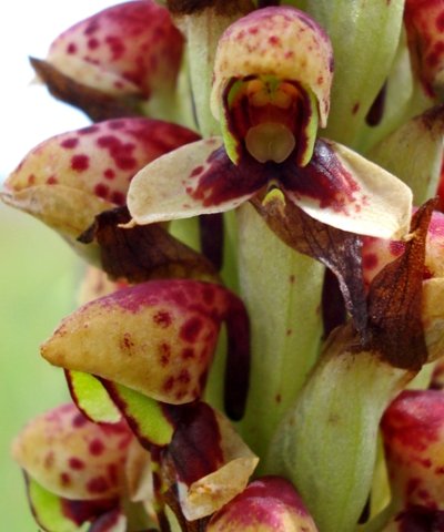 Disa versicolor flower