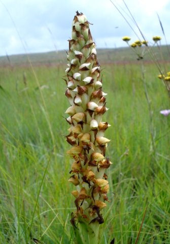 Disa versicolor pale flowers