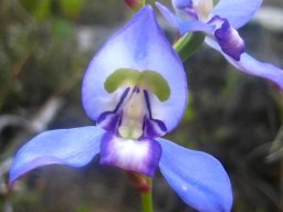 Disa graminifolia flower