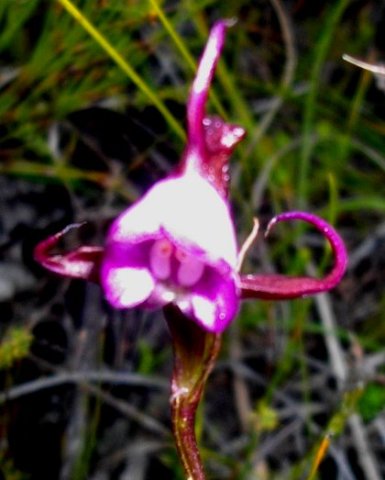 Disperis capensis, one of the moederkappies