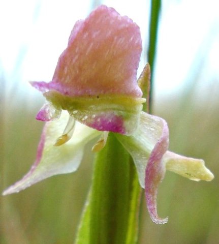 Disperis concinna colours and crinkles