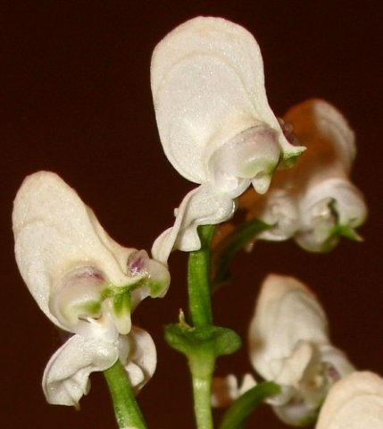 Disperis fanniniae tall cream hoods