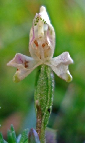 Disperis macowanii flower