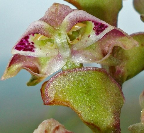Disperis renibractea flower