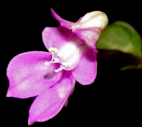 Disperis virginalis pink flower