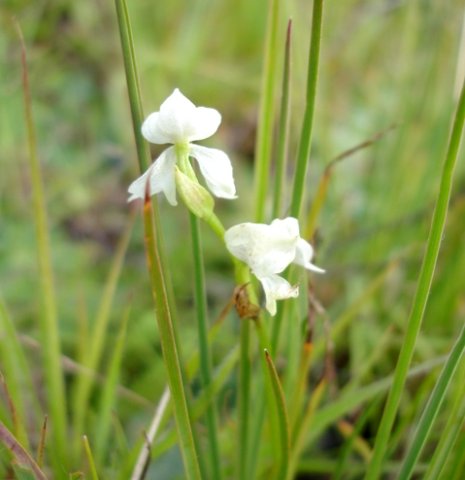 Disperis wealei floral bracts