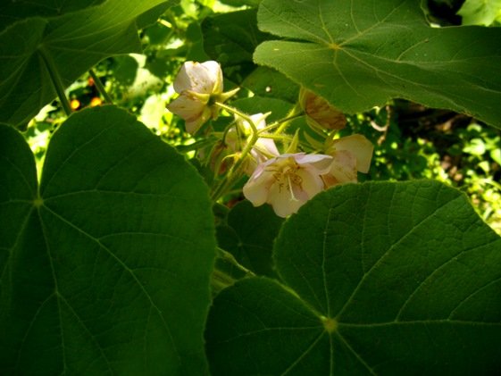 Dombeya burgessiae flowers among the leaves