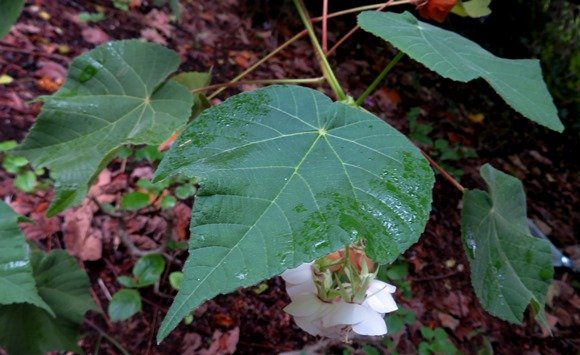 Dombeya pulchra leaves