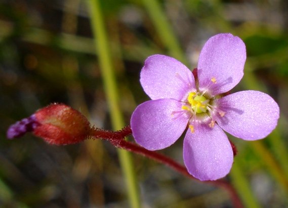 Drosera aliciae flower