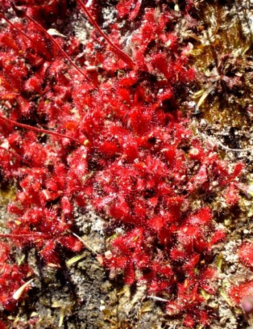 Drosera trinervia