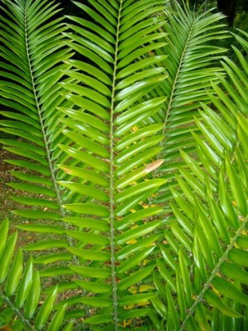 Encephalartos gratus