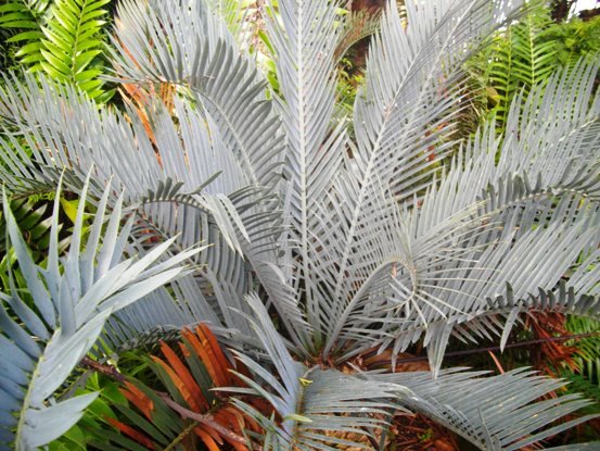 Encephalartos lehmannii, the Karoo cycad