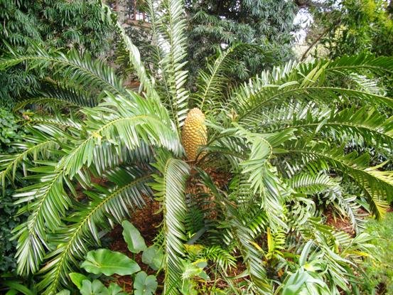 Encephalartos natalensis