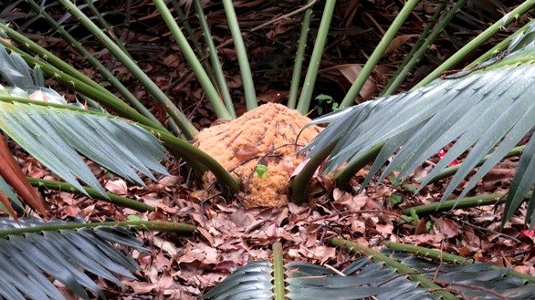 Encephalartos paucidentatus golden brown stem crown
