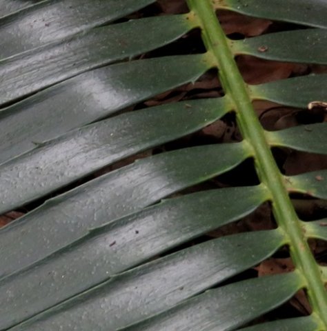 Encephalartos paucidentatus as the name says, few teeth