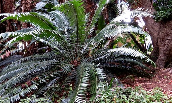 Encephalartos paucidentatus glossy arching leaves 